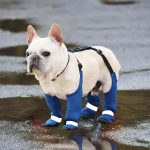 Frenchie-boot-2.jpg
