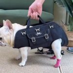 www.frenchie.shop-CarryPaw-Frenchie-Side-Carry-Backpack-1.jpg