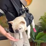 www.frenchie.shop-CarryPaw-Frenchie-Side-Carry-Backpack-1.jpg