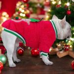 www.frenchie.shop-Frenchie-Coral-Fleece-Christmas-Sweater-Festive-Reindeer-Holiday-Apparel-for-Dogs-1.jpg