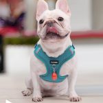 www.frenchie.shop-Glowva-No-Pull-Explosion-Proof-Frenchie_Harness.jpg