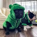 www.frenchie.shop-Luxurious-Soft-Fluffy-French-Bulldog-Vest.jpg