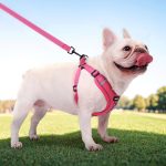 www.frenchie.shop-Pawtify-No-Pull-Frenchie-Harness-Explosion-Proof-Vest.jpg
