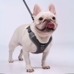 www.frenchie.shop-Pawzen-Frenchie-No-Pull-Harness-with-Explosion-Proof-Design.jpg
