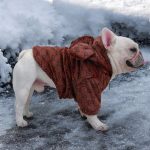 www.frenchie.shop-Premium-French-Bulldog-Bear-Hoodies-1.jpg