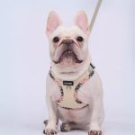 www.frenchie.shop-Stridez-Heavy-Duty-No-Pull-Frenchie-Explosion-Proof-Harness.jpg